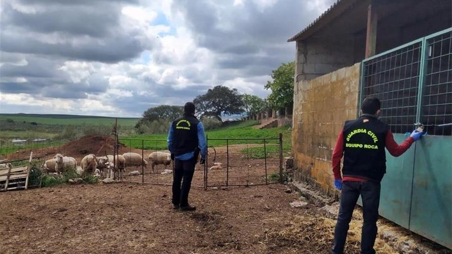 Un detenido por la sustracción de 27 cabezas de ganado en una explotación ganadera