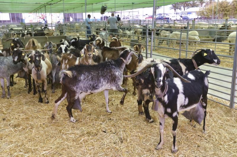 Feria y concurso de Ganado de Gran Canaria