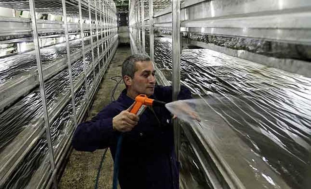Un empleat rega xampinyons (Agaricus Bisporus) en una granja de bolets als afores de Tbilisi (Geòrgia) que produeix 50 tones de xampinyons al dia.