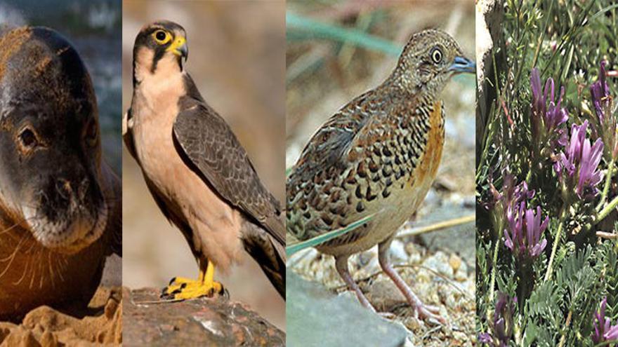 Cuatro especies que ya no se encuentran en la Región