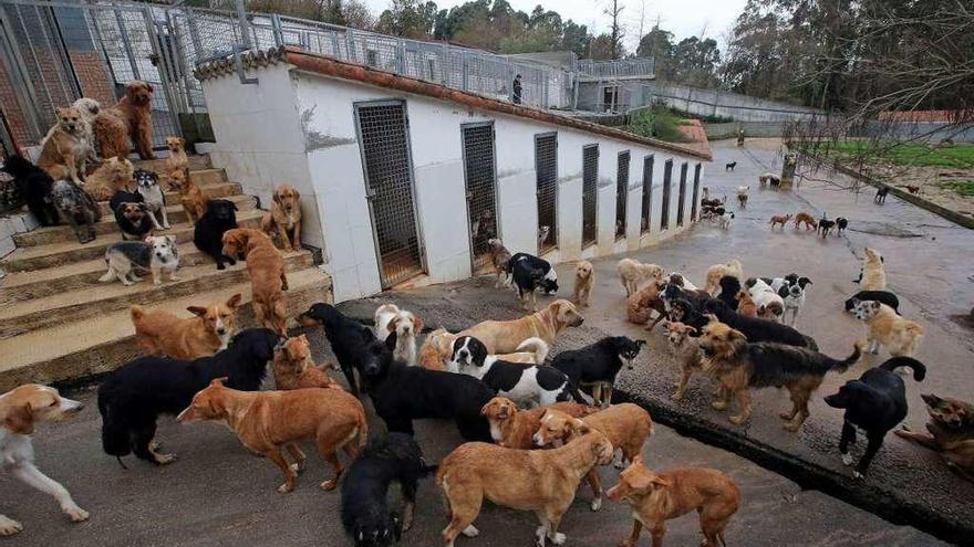 Perros abandonados, en el Refugio de Animales de Vigo // Marta G. Brea