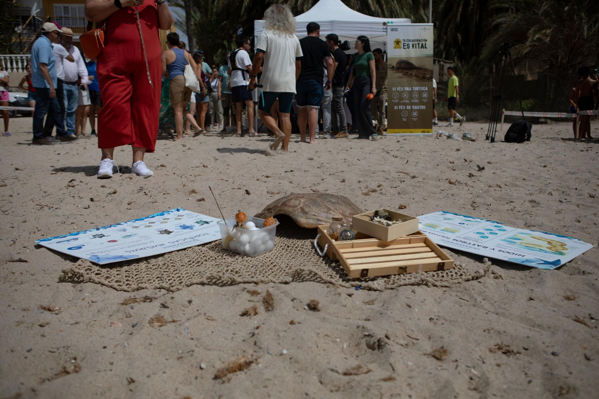 Sueltan 21 tortugas bobas en su hábitat natural en Isla Plana