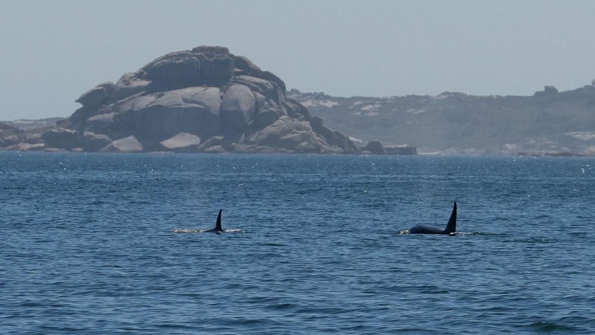 Orcas fotografiadas el pasado agosto en la ría de Arousa.