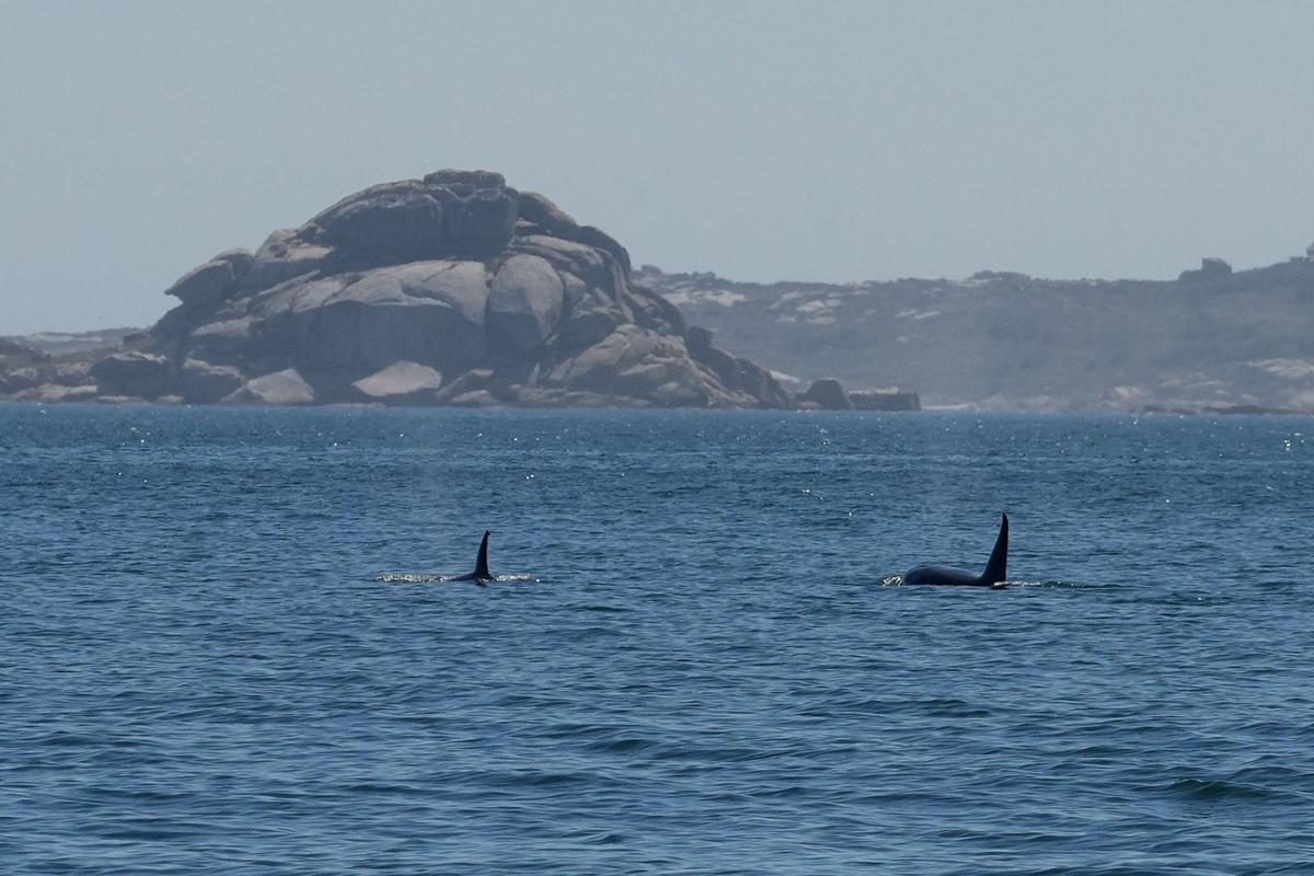 Orcas fotografiadas desde el barco pesquero rehabilitado "Chasula" en aguas de la ría de Arousa. El 20 de agosto de 2023 a la altura de Rúa, Sálvora y la costa de Castiñeiras y Aguiño, en el Concello de Ribeira.