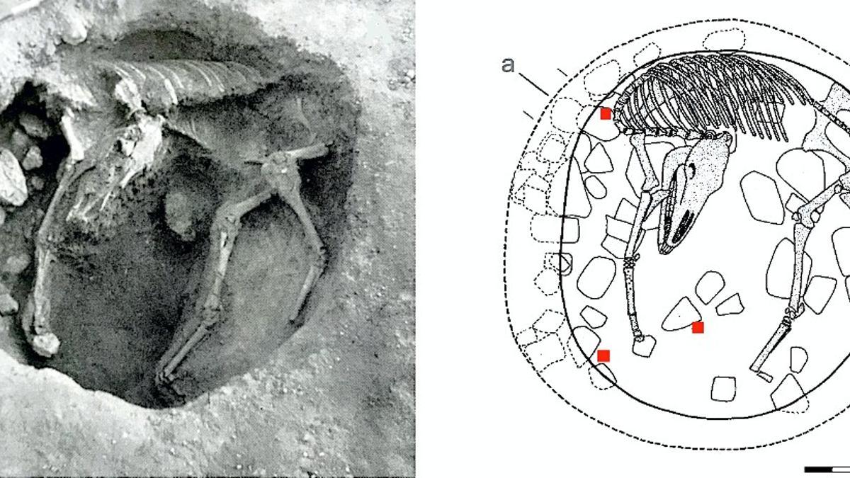 Pruebas realizadas en la mula hallada.