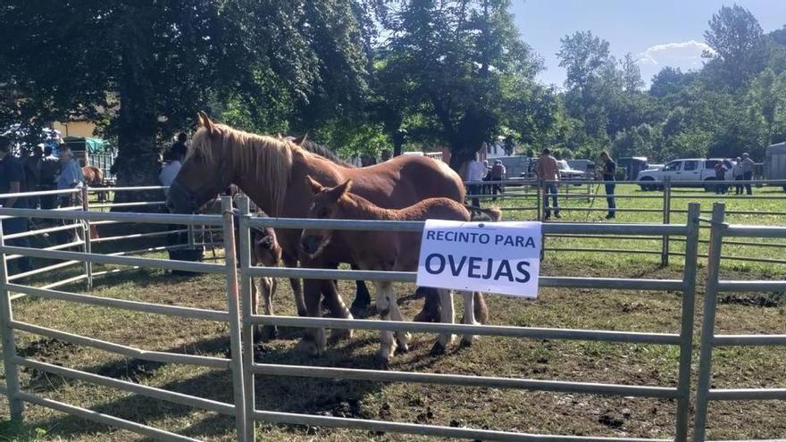 Clamor de los ganaderos en la Feriona de Corao: "No crío más cabras para alimentar al lobo"