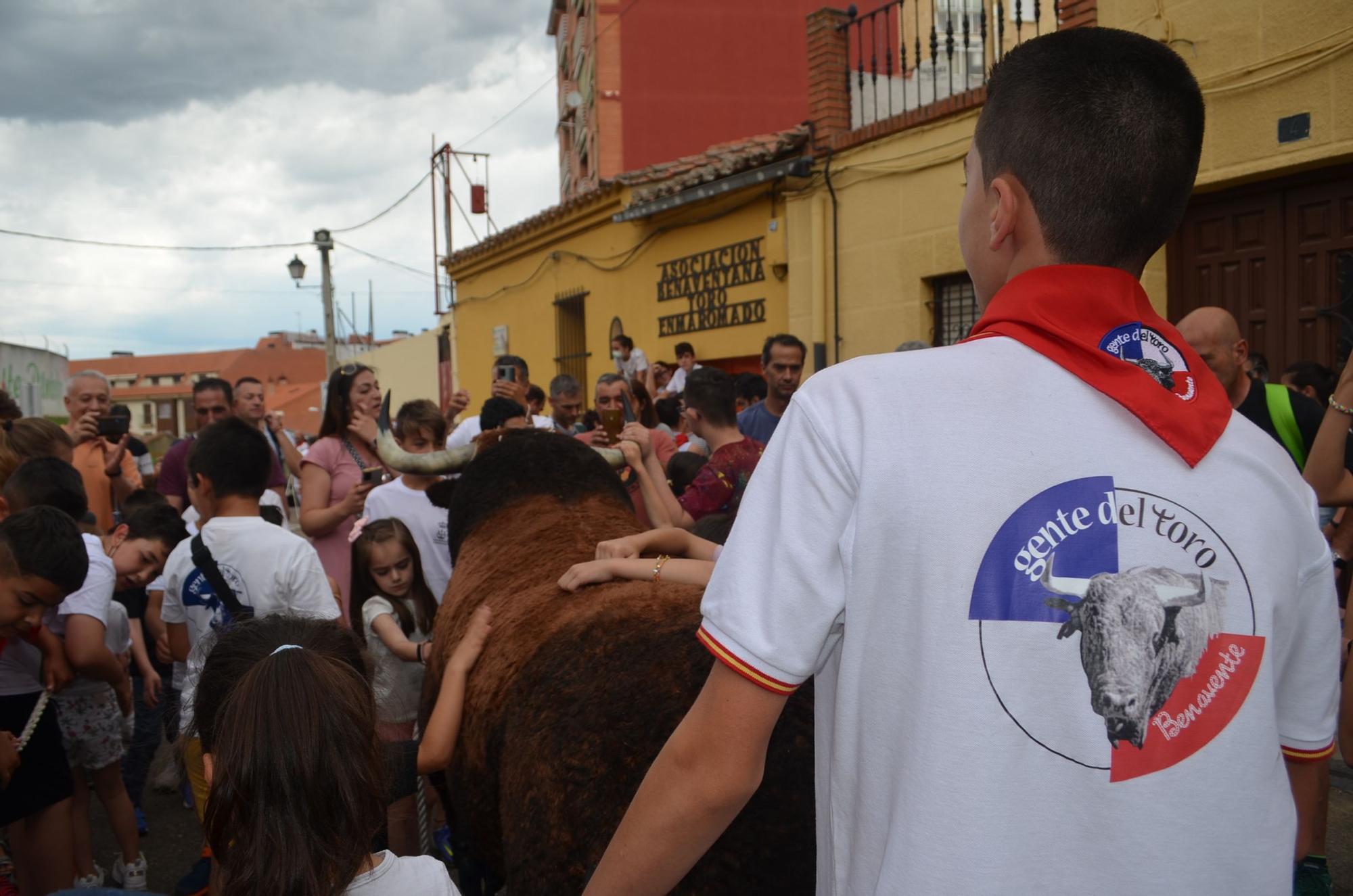 Fiestas del Toro: Así corren los carretones en Benavente