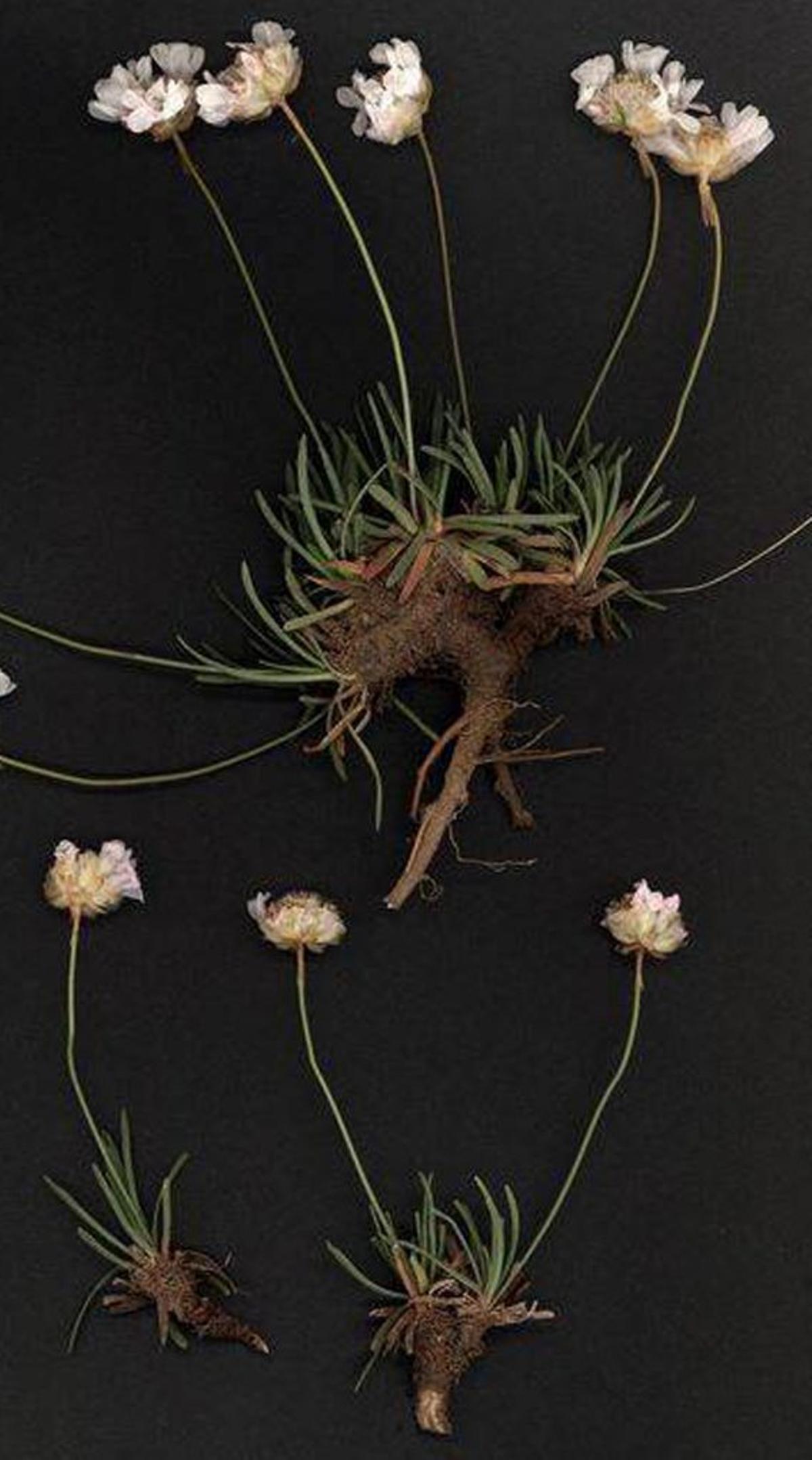 Iberische Grasnelken.