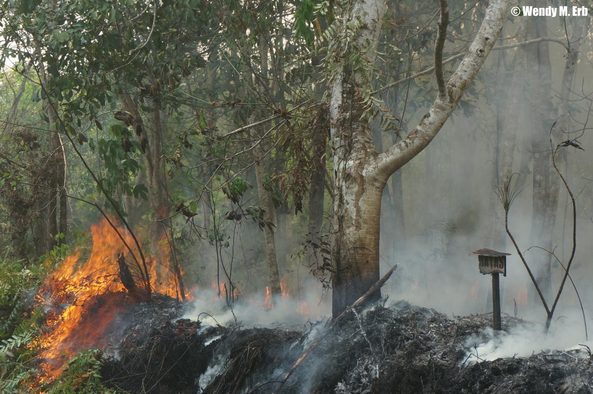 Turbera ardiendo en Indonesia.