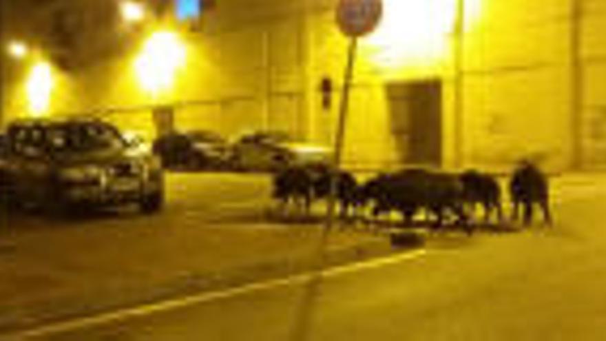 Porcs senglars rondant de nit per Sant Ponç i Fontajau