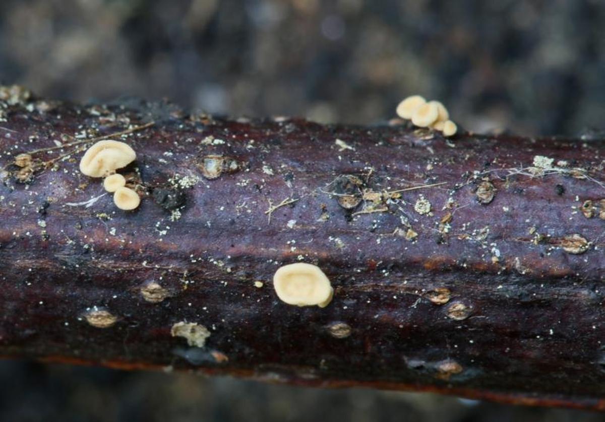 La Physalacria auricularioides, en una rama en Cortegada. |   // CEDIDA