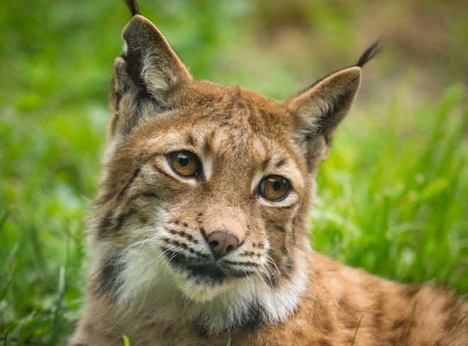 Lince europeo