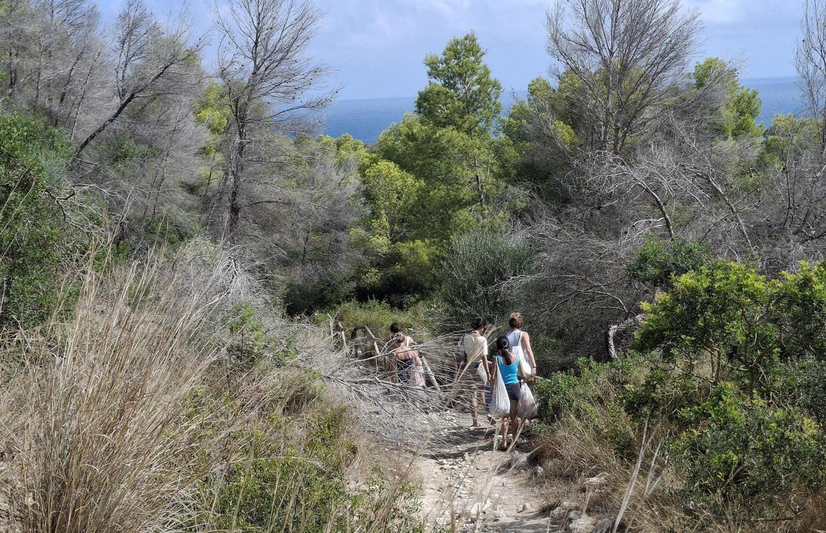 Senderistas que bajan a la Sardinera esquivan un pino desplomado que ha derribado un tramo de barandilla
