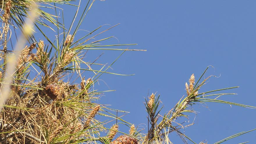 Medio Ambiente pone en marcha el nuevo contrato para prevenir y controlar la procesionaria en Orihuela