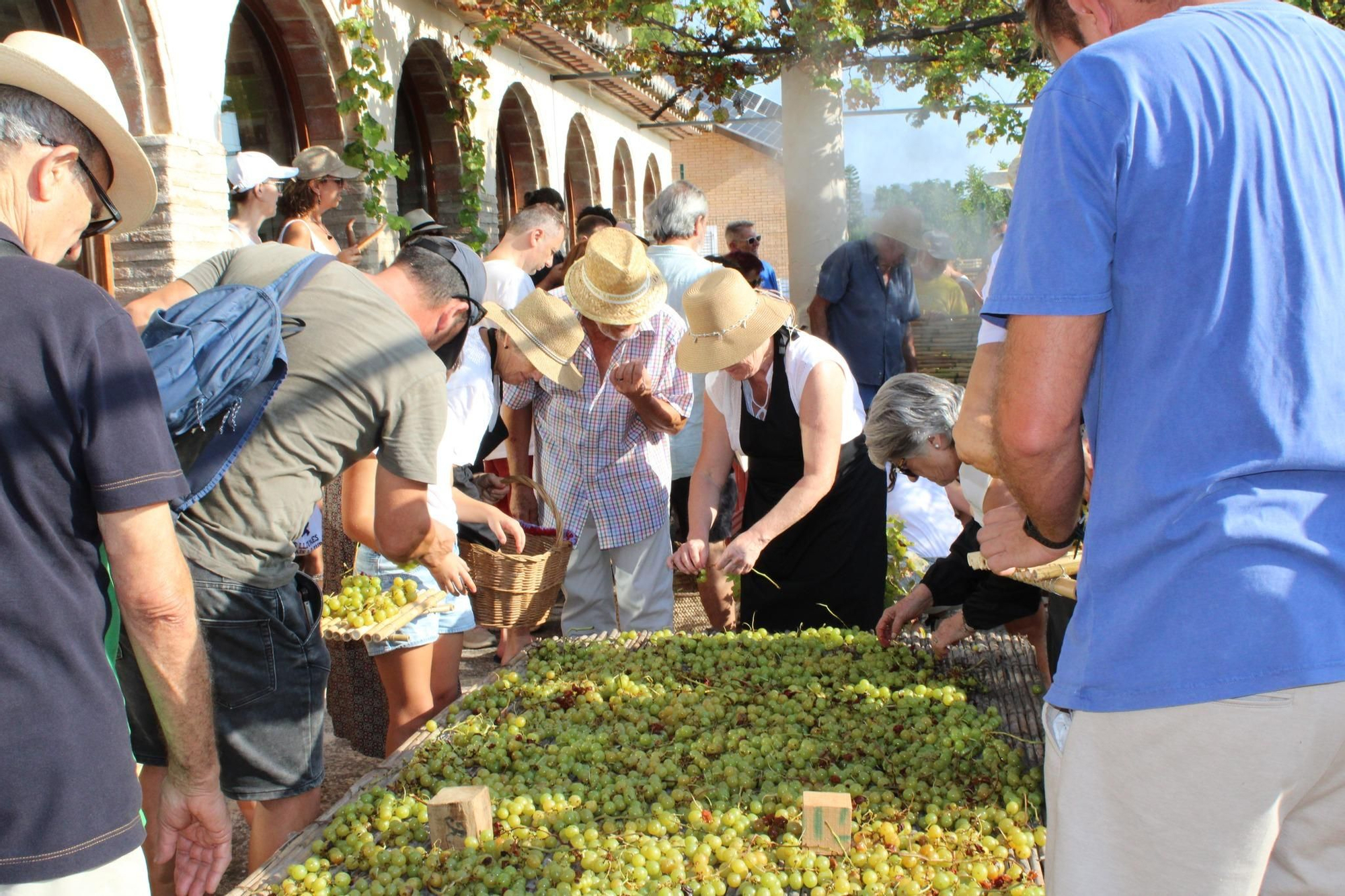 Ròtova reviu l’escaldà del raïm: Una jornada de festa i tradició