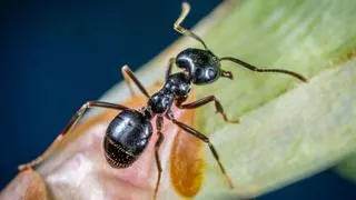 Descubren que las hormigas pueden oler el cáncer