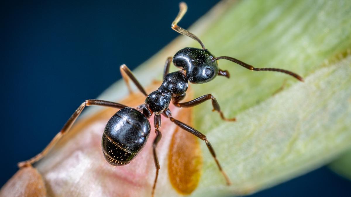 Las hormigas huelen el cáncer