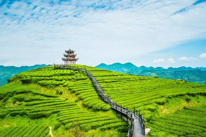 Viaje a Kerala: palmeras, canales y montañas de té en la India del sur