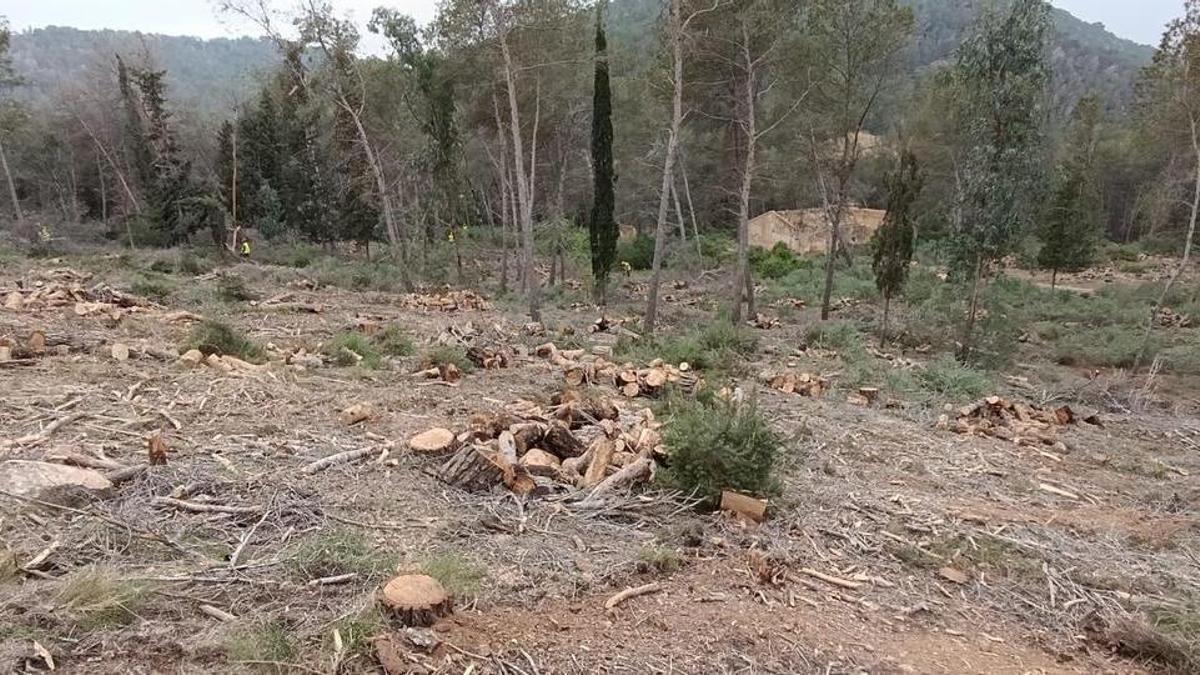 Trabajos de contención para evitar el decaimiento forestal provocado por la sequía en la zona de El Valle.