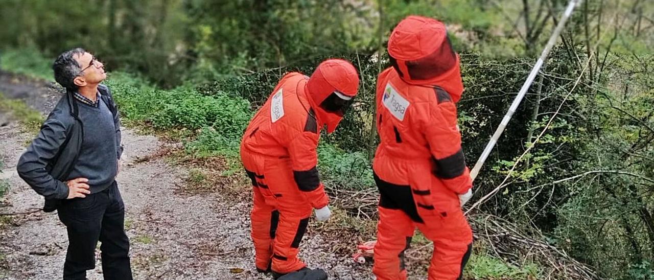 Jesús Tejón en las labores de retirada de un nido en Boo. En el círculo, un nido de vespa velutina en el polígono de Fábrica de Mieres.