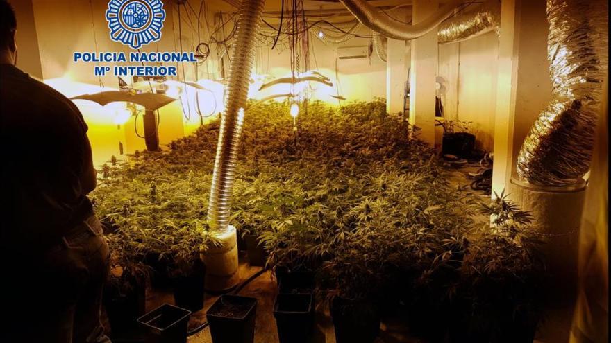 Detenido por cultivar 375 plantas de marihuana en un garaje en les Alqueries