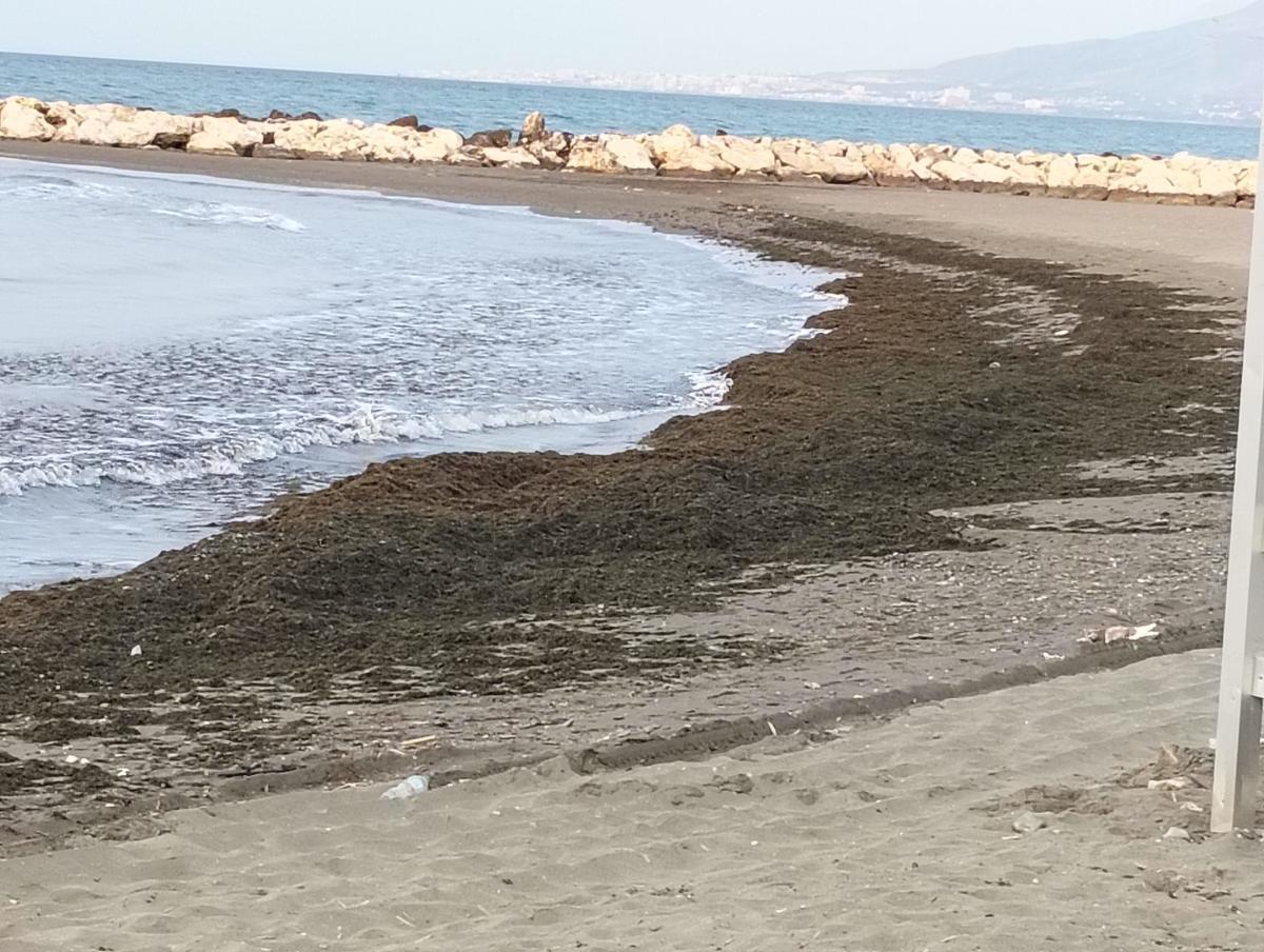 Alga asiática en Pedregalejo.
