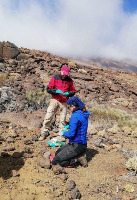 Investigación en el Teide con bolsitas de té