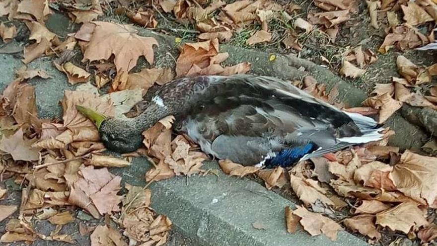 Uno de los patos hallados muertos en el paseo.