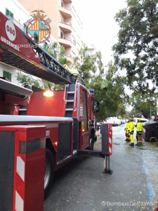 Umgestürzte Bäume und Stromleitungen in Palma