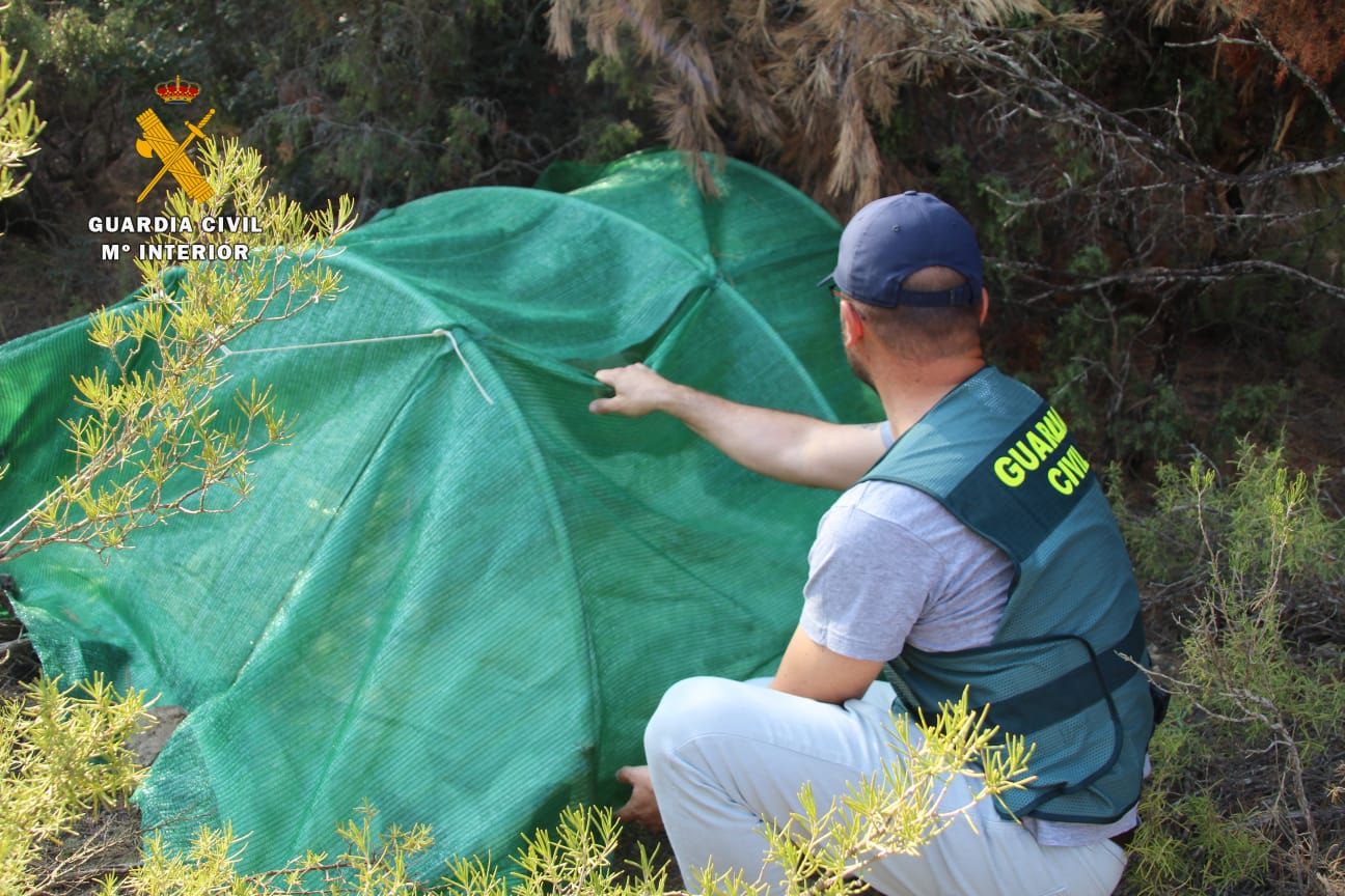 La Guardia Civil desmantela en Mequinenza una plantación al aire libre de marihuana