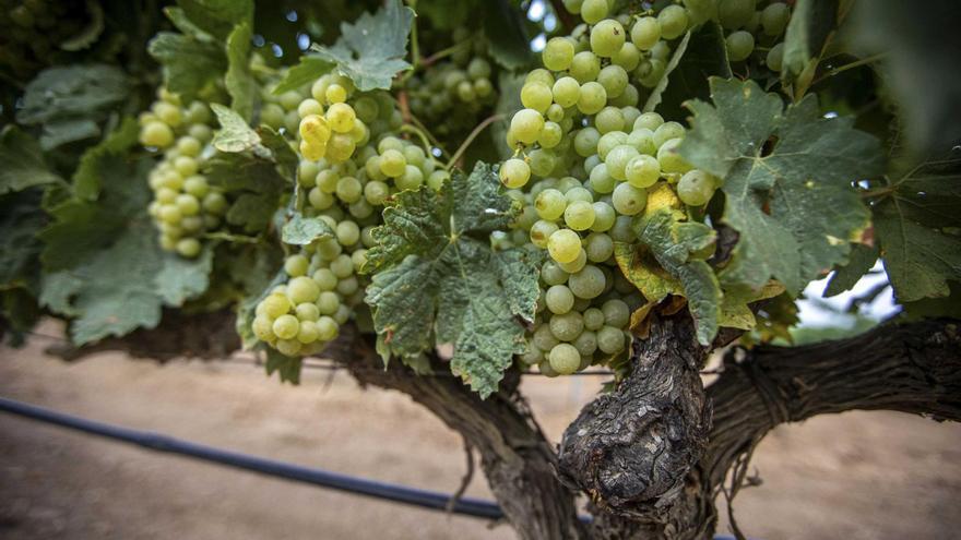 Agroseguro recuerda que termina el plazo para asegurar los cultivos herbáceos y viñedo con los módulos de mayor cobertura