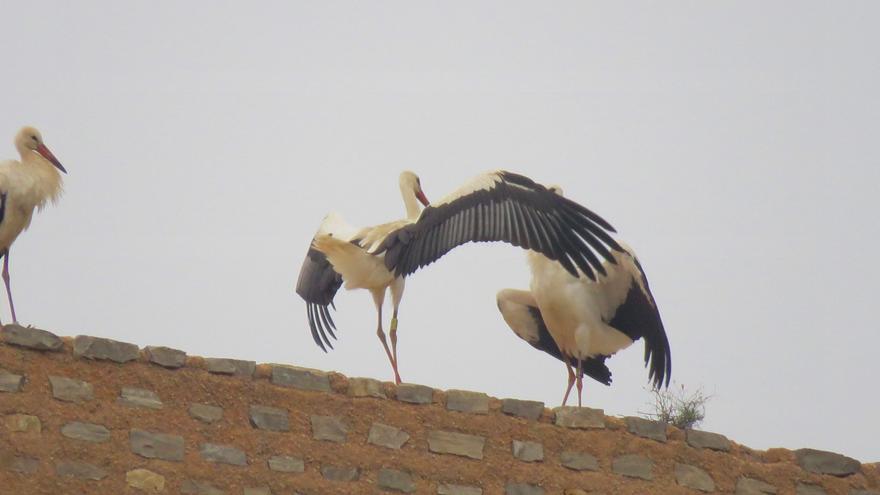 Las cigüeñas eligen Ayora