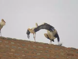 Las cigüeñas preparan sus nidos en Ayora