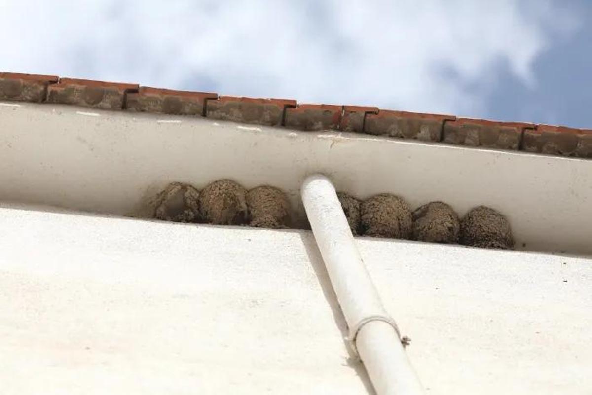 Nidos en una de las viviendas de San Antón