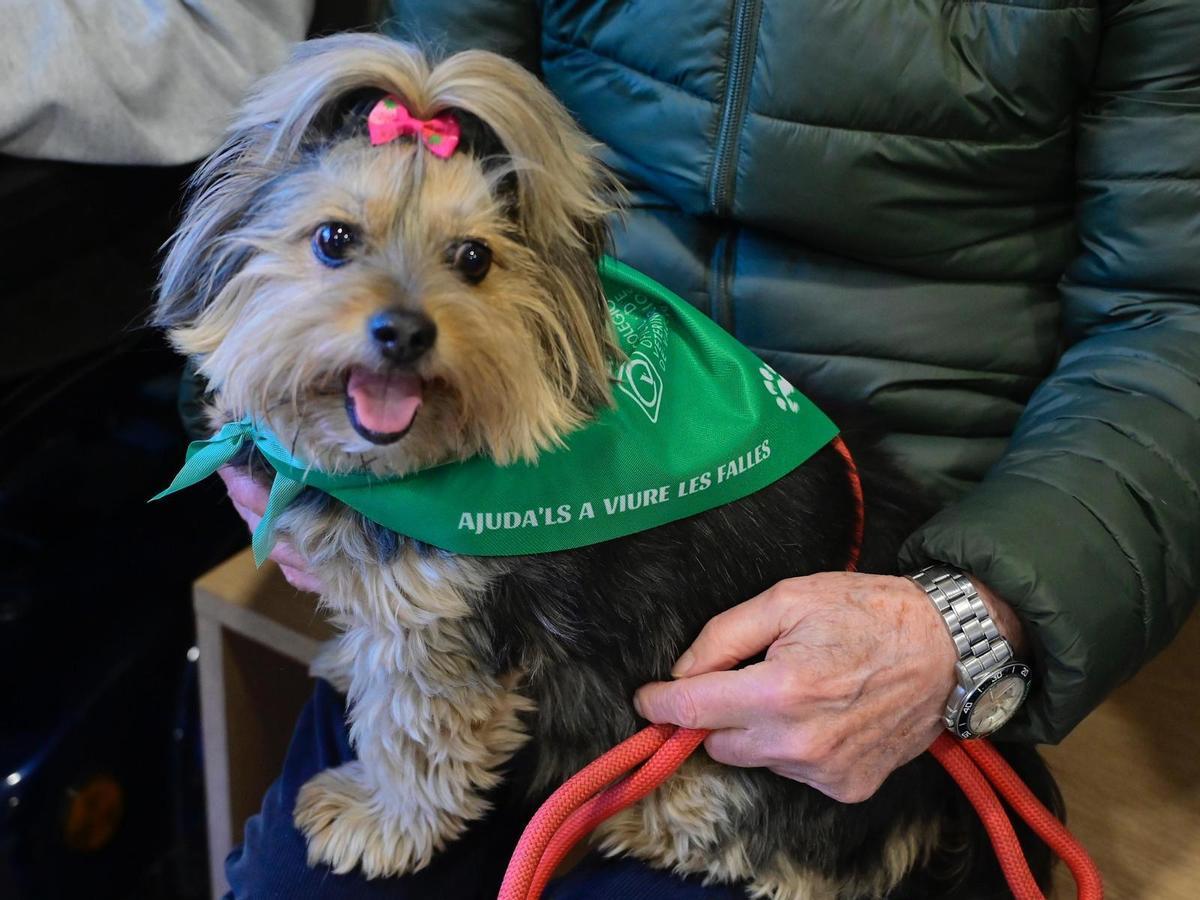 El pañuelo verde indica que hay que respetar a las mascotas a la hora de tirar petardos.
