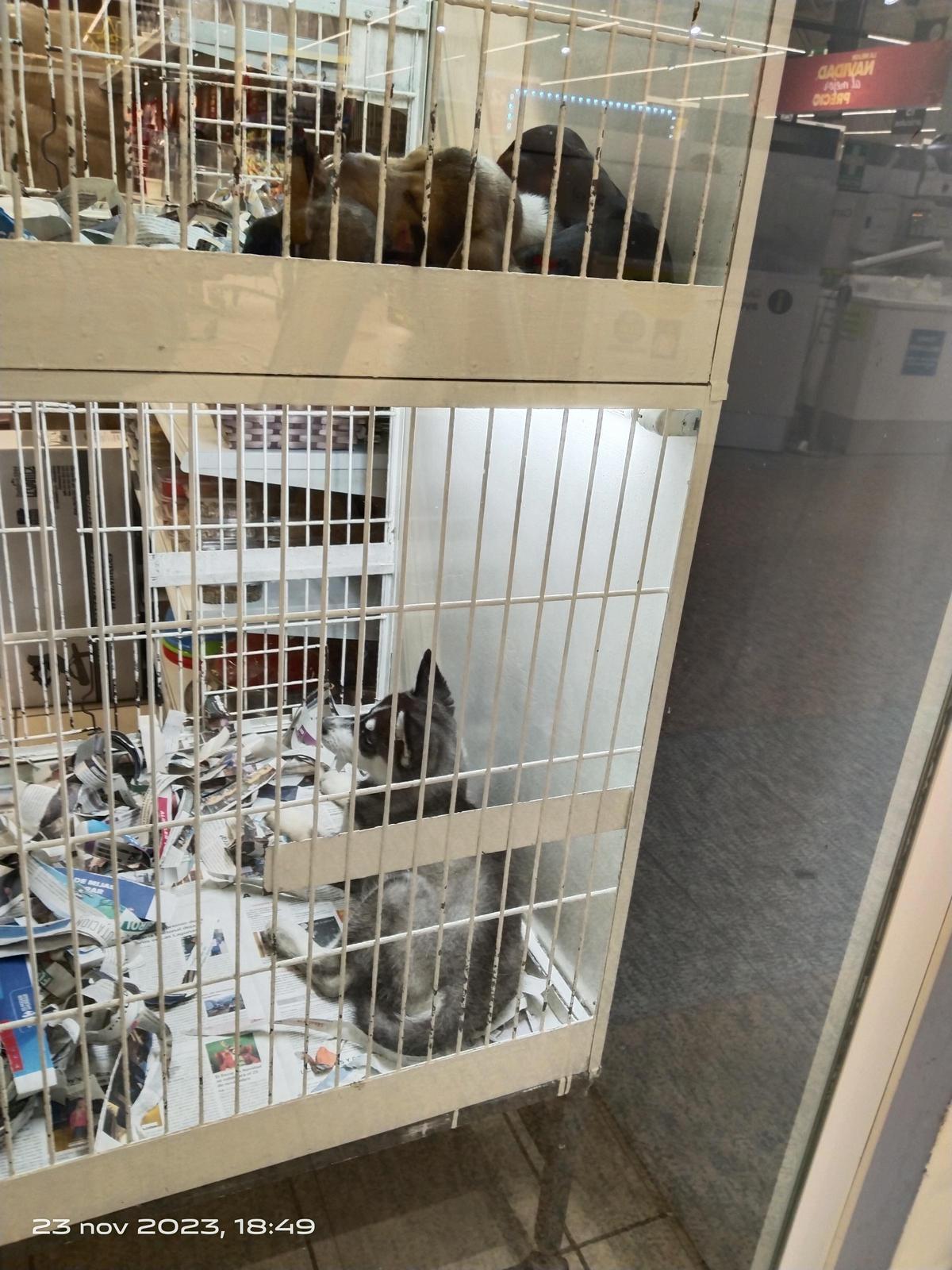 Fotos de los perros en el escaparate