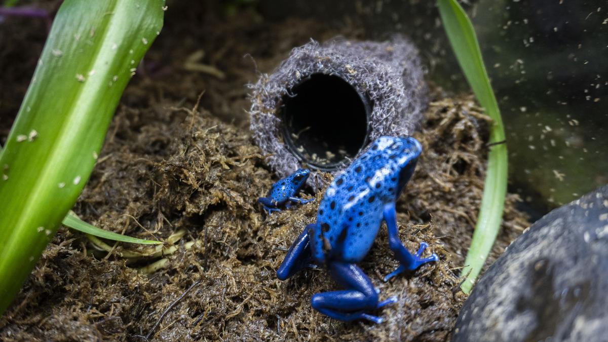 Imagen de la vistosa rana veneno azul en Bioparc.