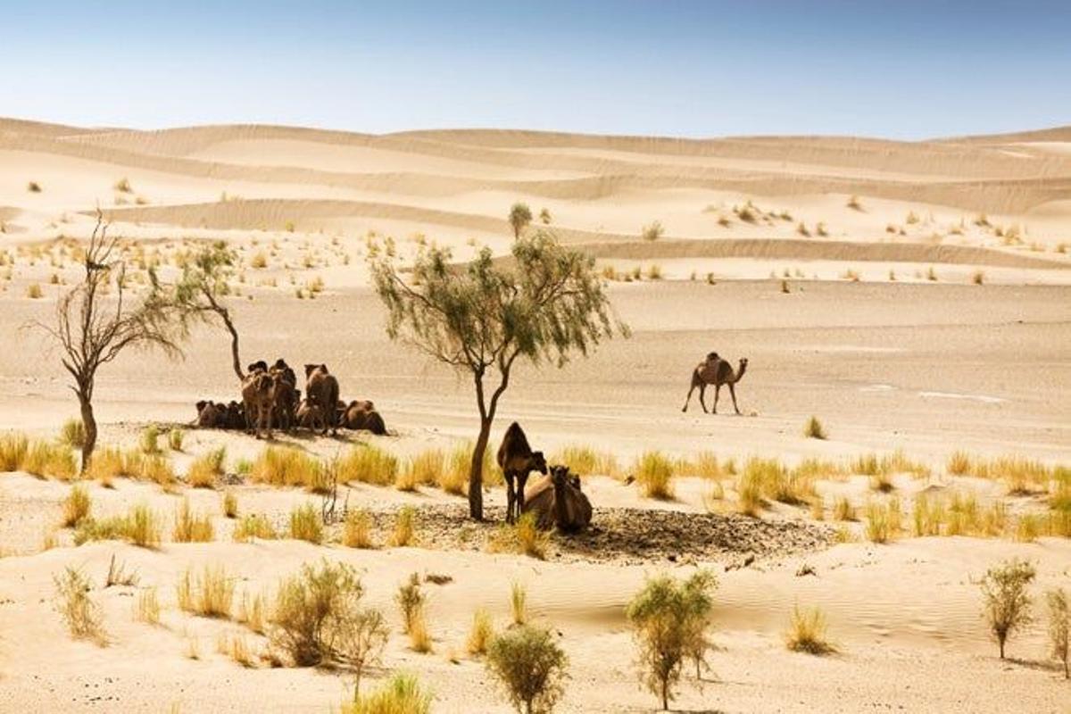 Camellos en el desierto de Karakum
