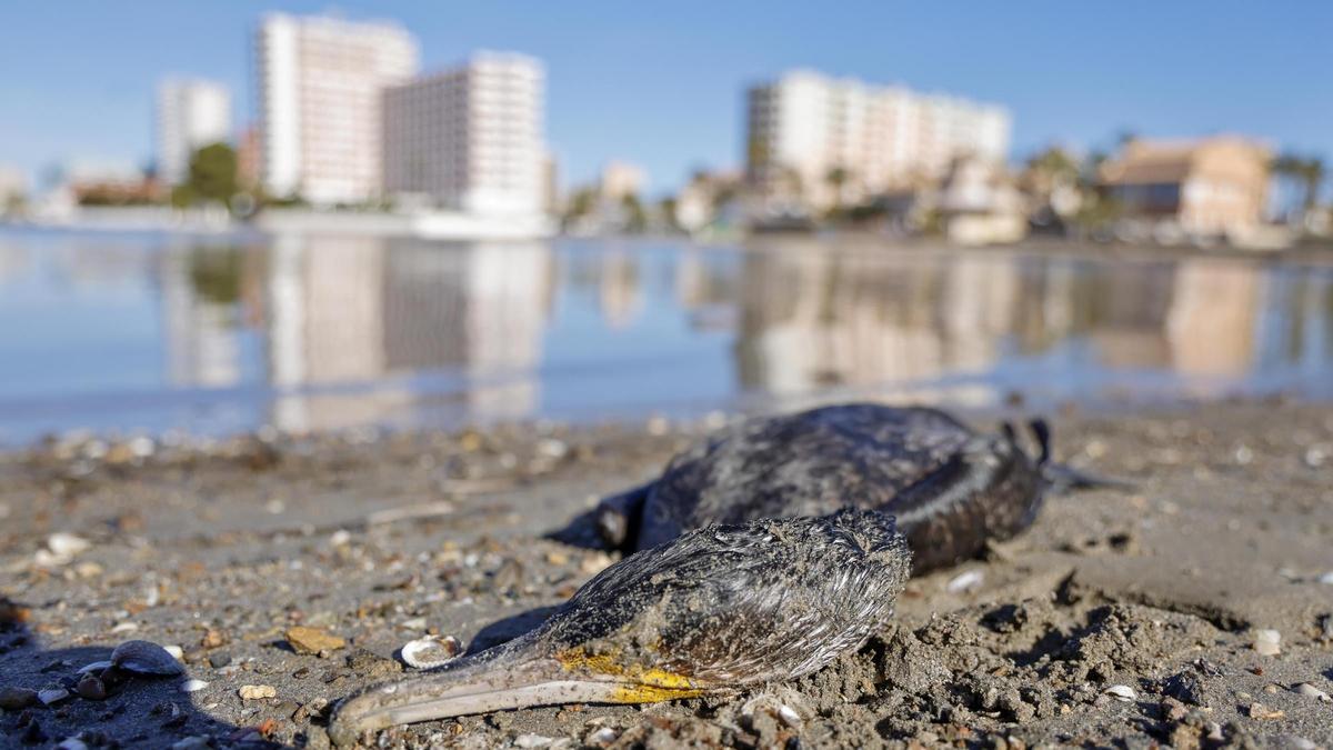 Restos de un cormorán muerto, fotografiado ayer en la arena de Playa Chica, en La Manga del Mar Menor.