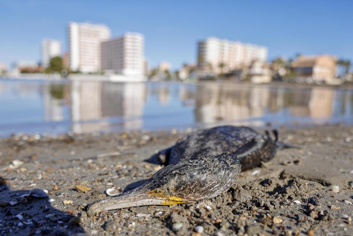 Restos de un cormorán muerto, fotografiado ayer en la arena de Playa Chica, en La Manga del Mar Menor.