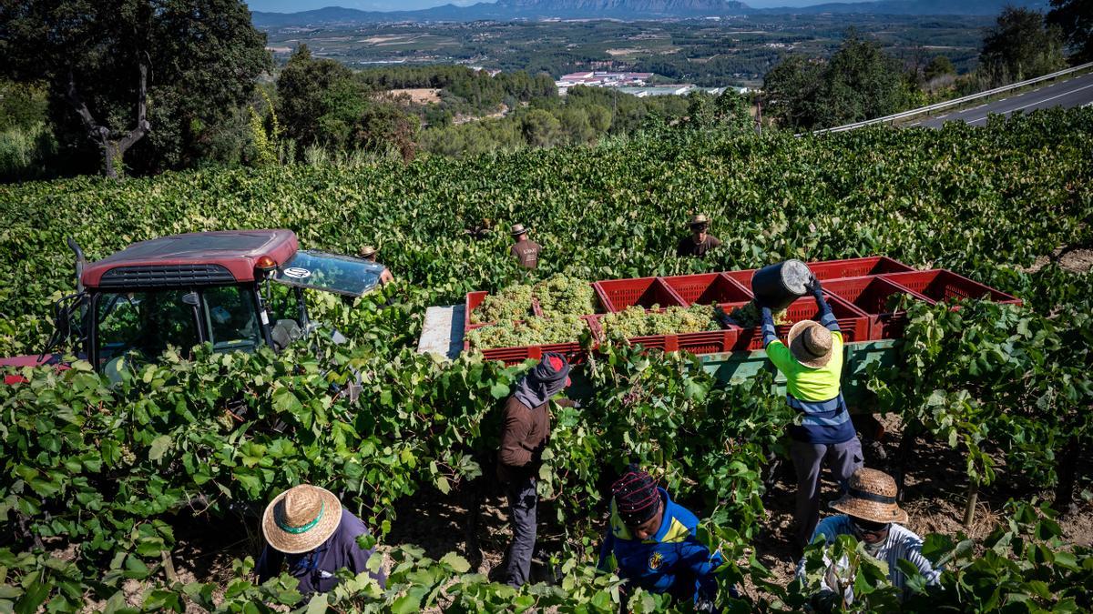 La vendimia empieza en Catalunya con una previsión de cosecha hasta un 30% menor a la del año pasado