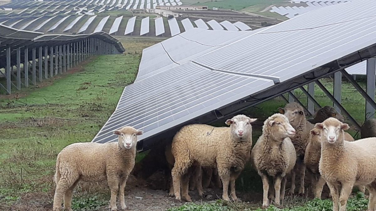Ovejas en la planta fotovoltaica Núñez de Balboa.