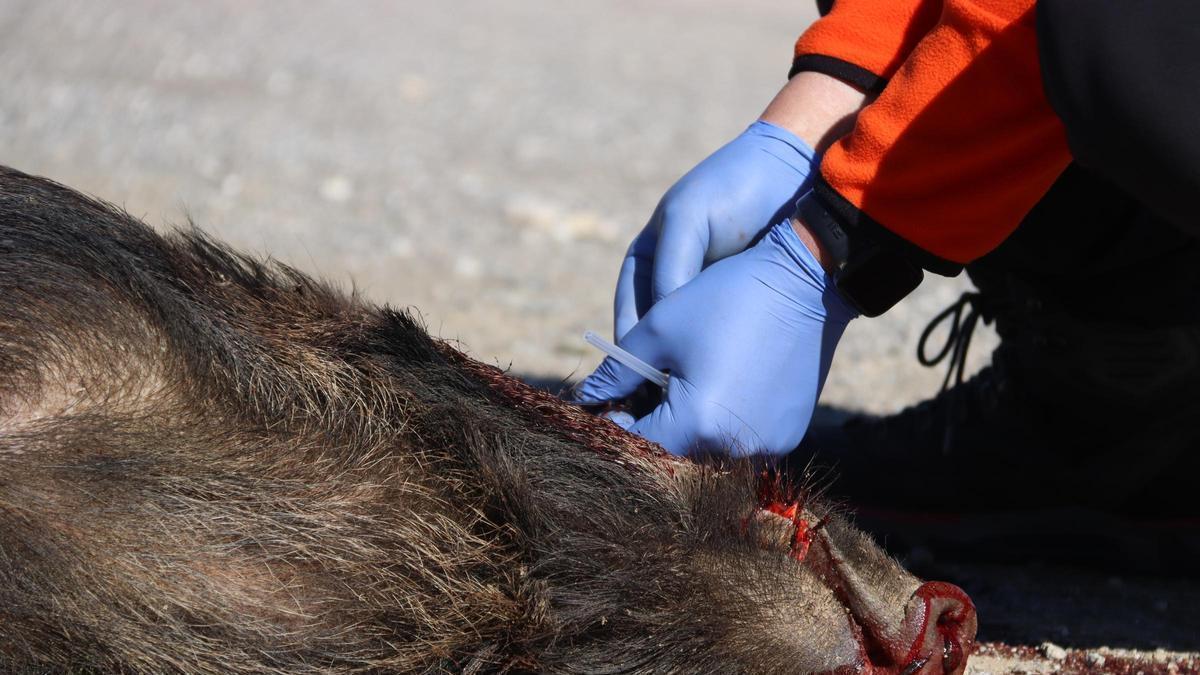 Detall del cap d'un porc senglar abatut mentre un caçador voluntari extreu sang a través del llagrimal de l'ull