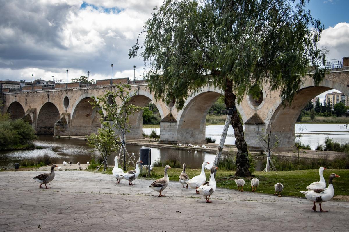 Aves del Parque del Río Guadiana en la margen derecha (Badajoz).