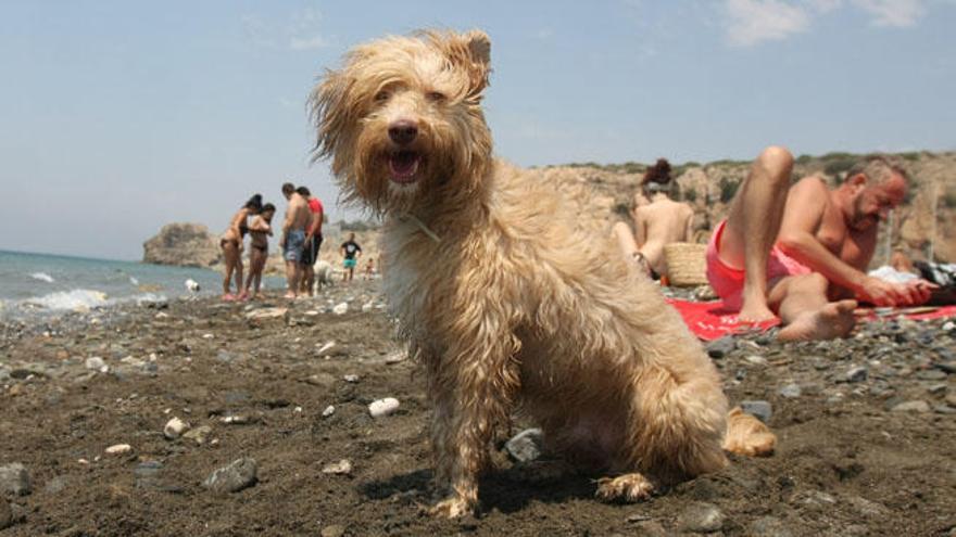 Un perro en la playa canina habilitada en Málaga.