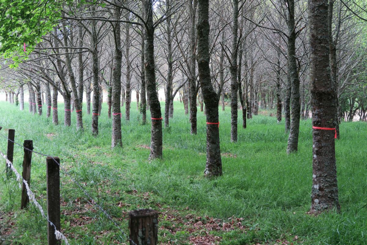 Una plantación de castaños