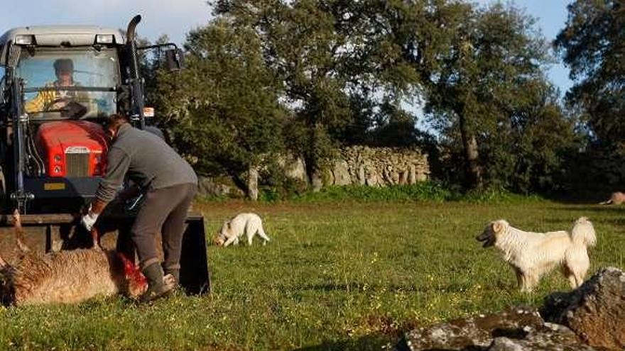 Ovejas muertas tras una lobada en la provincia.