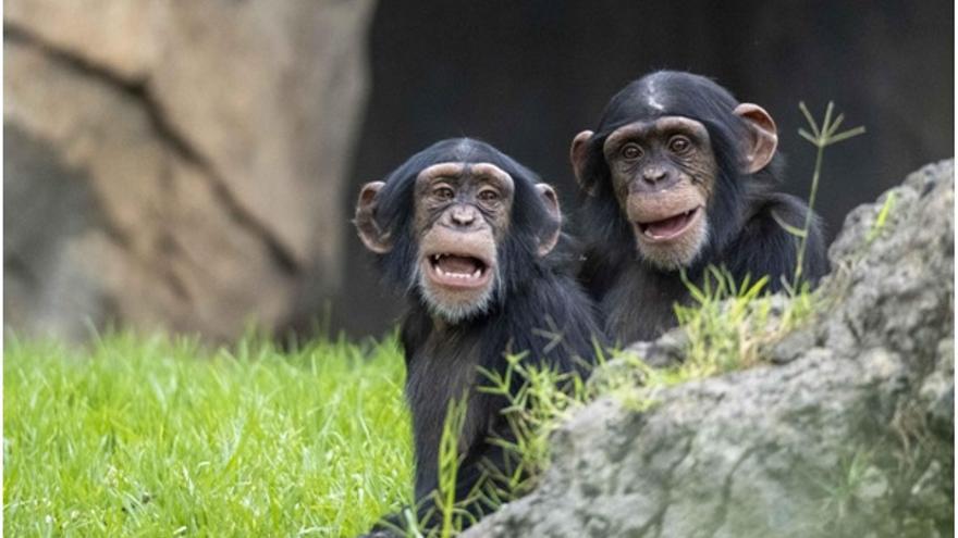 Coco y Djibril, las crías de chimpancé de BIOPARC València.