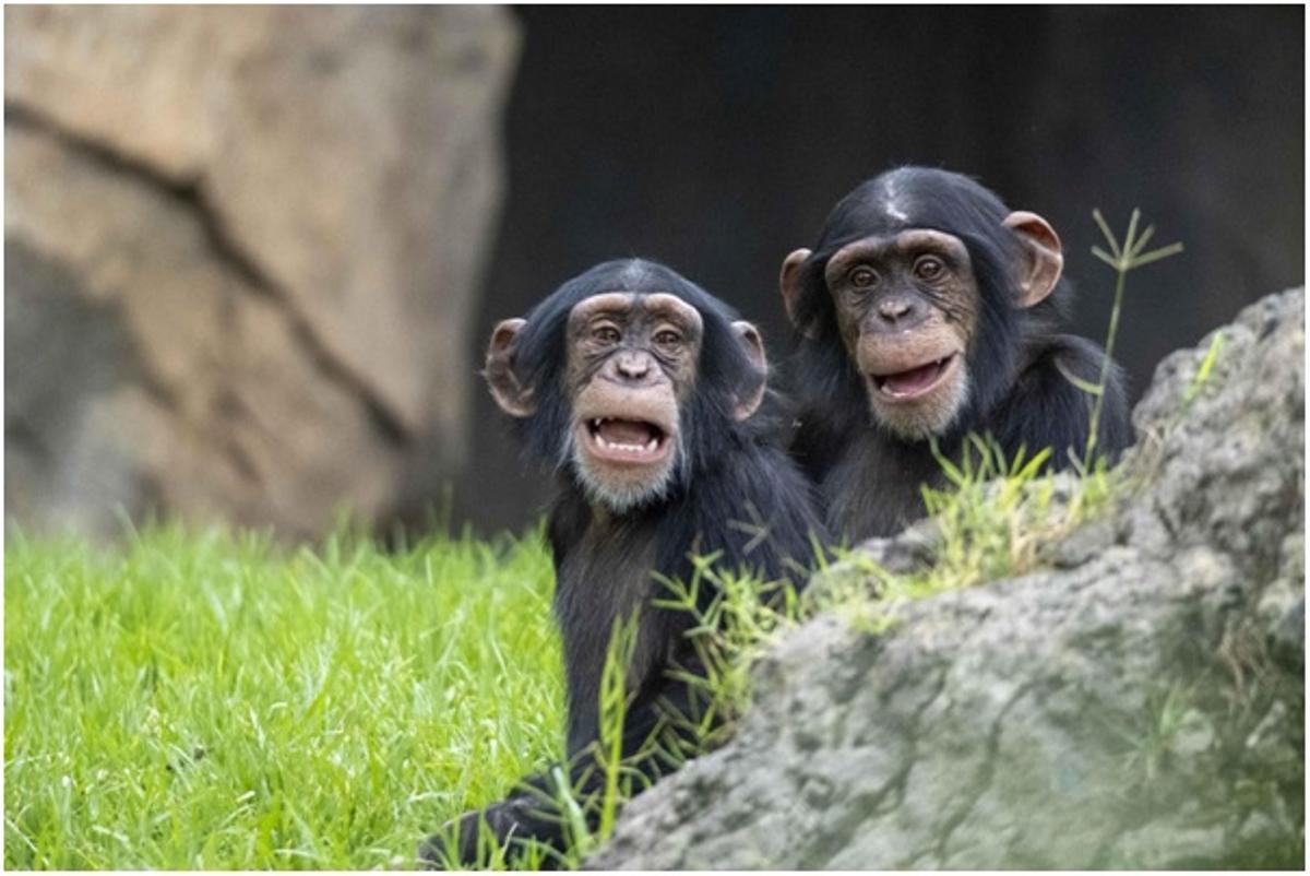 Coco y Djibril, las crías de chimpancé de BIOPARC València.