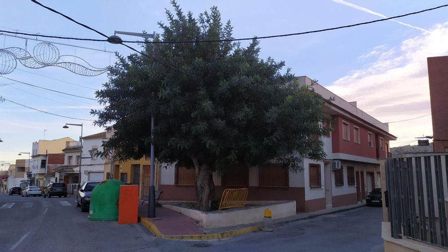 El algarrobo del estanquero